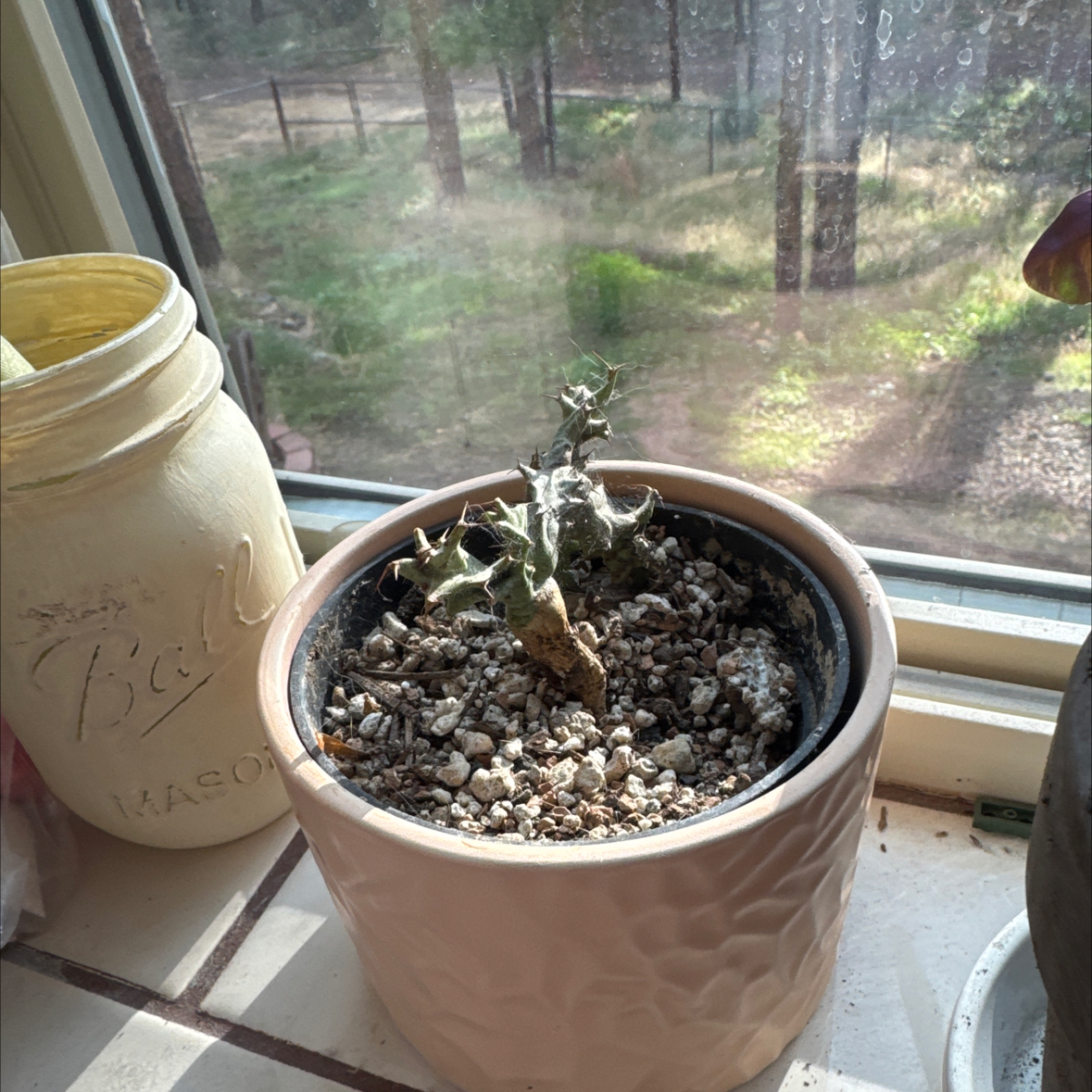 Photo of the plant species Euphorbia groenewaldii by @VividLarkspur39 named Cactus Everdeen on Greg, the plant care app