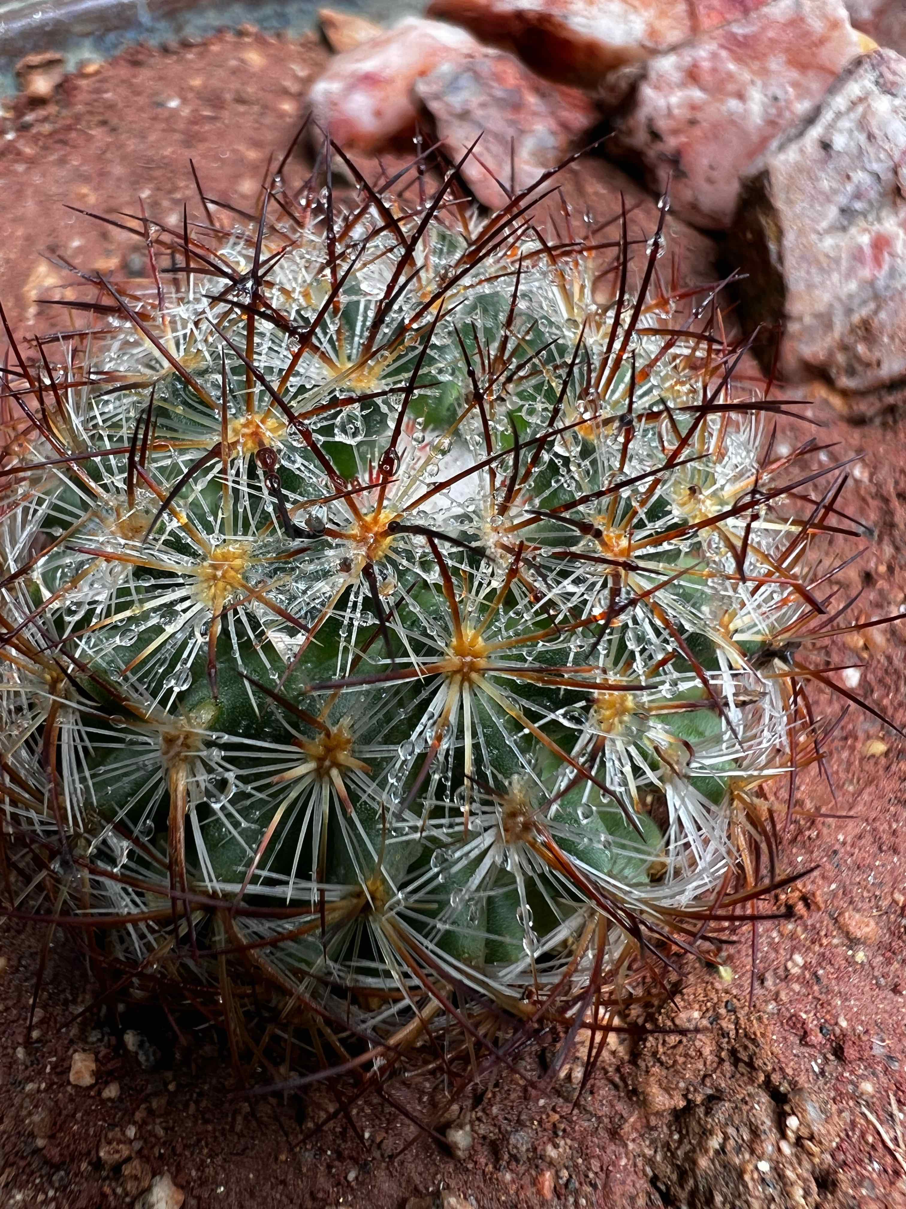 Colorado