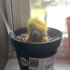 Photo of the plant species Golden Snakecactus by @WinMarjoram64 named Sir pricks-a-lot on Greg, the plant care app