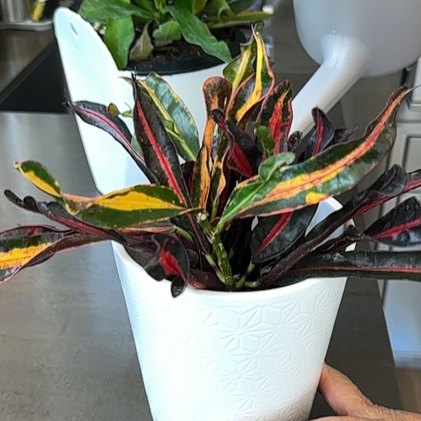 Photo of the plant species Mammy Croton by @SensitiveLoquat named Fernie Mercury on Greg, the plant care app