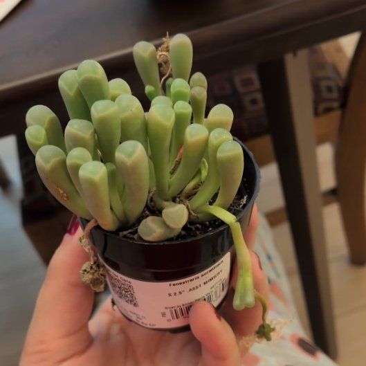 Photo of the plant species Baby Toes by @VibrantSkimmia9 named Fernie Mac on Greg, the plant care app