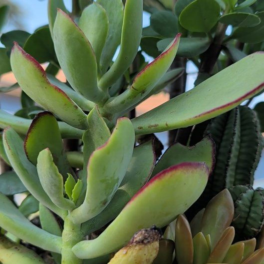 Photo of the plant species Pig's Ear by @AstuteEspicia named Naomi on Greg, the plant care app