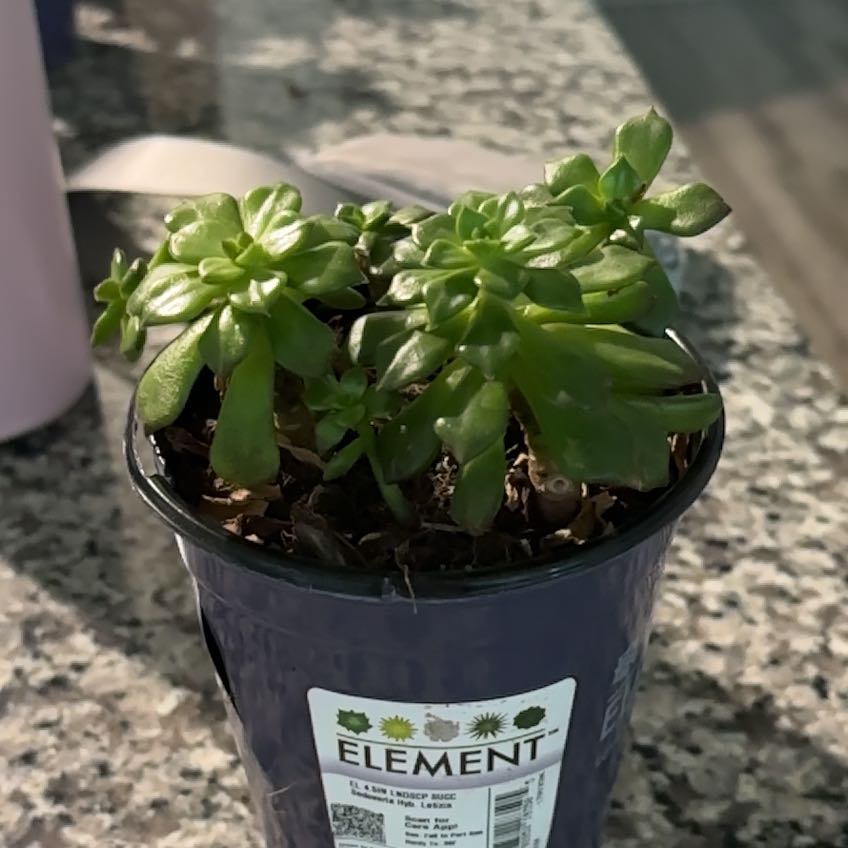 Photo of the plant species Sedeveria 'Letizia' by @HeirBoxholly37 named May on Greg, the plant care app