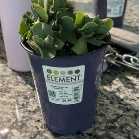 Photo of the plant species Assorted Succulents by @HeirBoxholly37 named April on Greg, the plant care app
