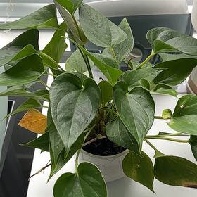 Photo of the plant species Anthurium cirano by @HeirBoxholly37 named June on Greg, the plant care app