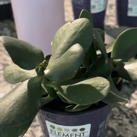 Photo of the plant species Assorted Succulents by @HeirBoxholly37 named August on Greg, the plant care app