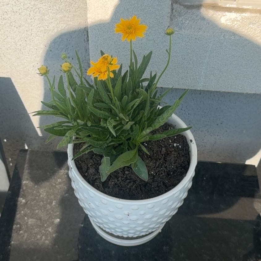 Photo of the plant species Lanceleaf Tickseed by @FitAgave24 named Morgan Treeman on Greg, the plant care app