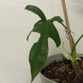 Photo of the plant species Philodendron 'Florida' by @GenialBorage5 named Philodendron florida on Greg, the plant care app