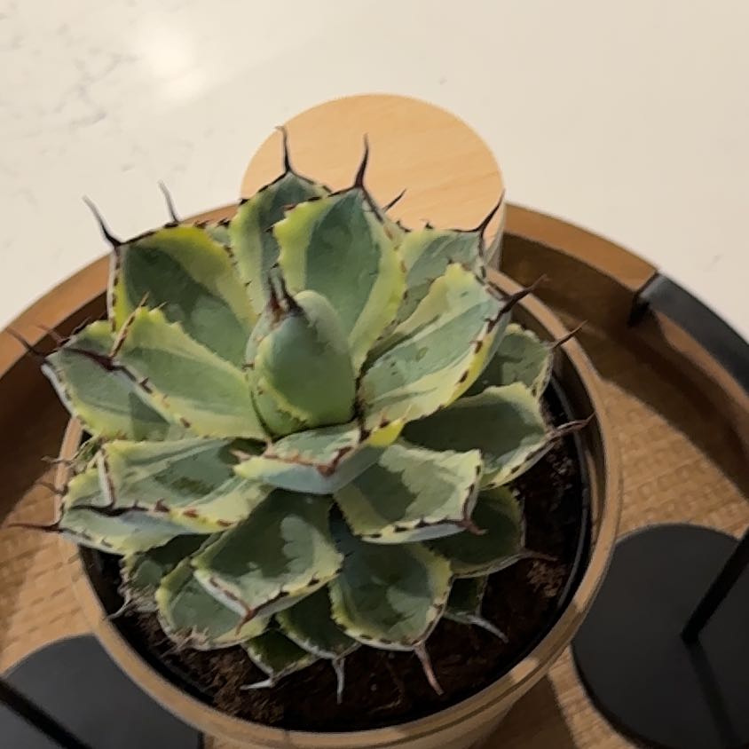 Photo of the plant species Agave 'Kissho Kan' by @VipFivespot75 named Rosa on Greg, the plant care app