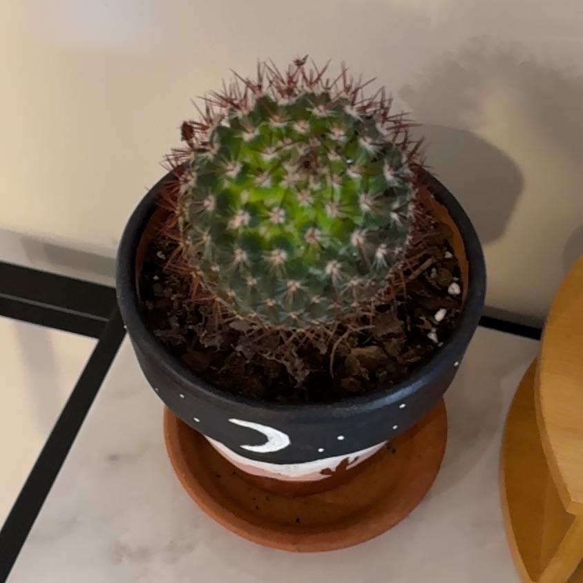 Photo of the plant species Rainbow Pincushion by @VipFivespot75 named Stella on Greg, the plant care app