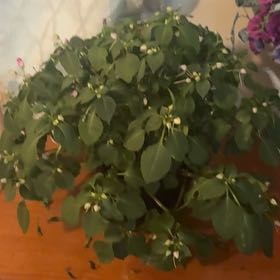 Photo of the plant species Buzzy Lizzy by @ZippyDuranta24 named Leonardo on Greg, the plant care app