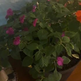 Photo of the plant species Buzzy Lizzy by @ZippyDuranta24 named Mando on Greg, the plant care app