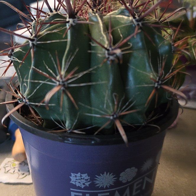 Photo of the plant species Devil's Pincushion by @WillCapeivy16 named Harmony on Greg, the plant care app