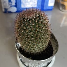 Photo of the plant species Mammilaria Spinosissima by @ComicAster99 named Austen on Greg, the plant care app