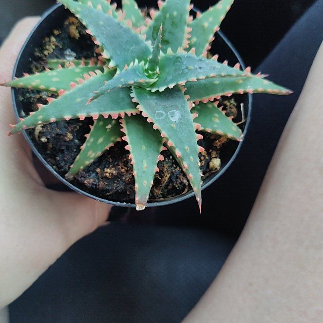 Photo of the plant species Aloe 'Christmas Sleigh' by @FlyingCowslip14 named Messi on Greg, the plant care app