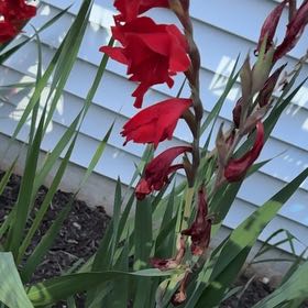 Photo of the plant species Eastern Gladiolus by @WinOmnom53 named Surya on Greg, the plant care app