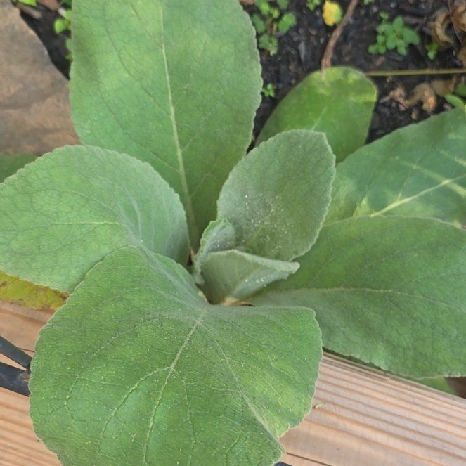 Photo of the plant species Mullein by @AceSeagrape26 named Captain Plant-it on Greg, the plant care app