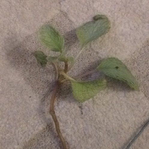 Photo of the plant species Purple Dragon by @WizardBroom65 named Harry on Greg, the plant care app