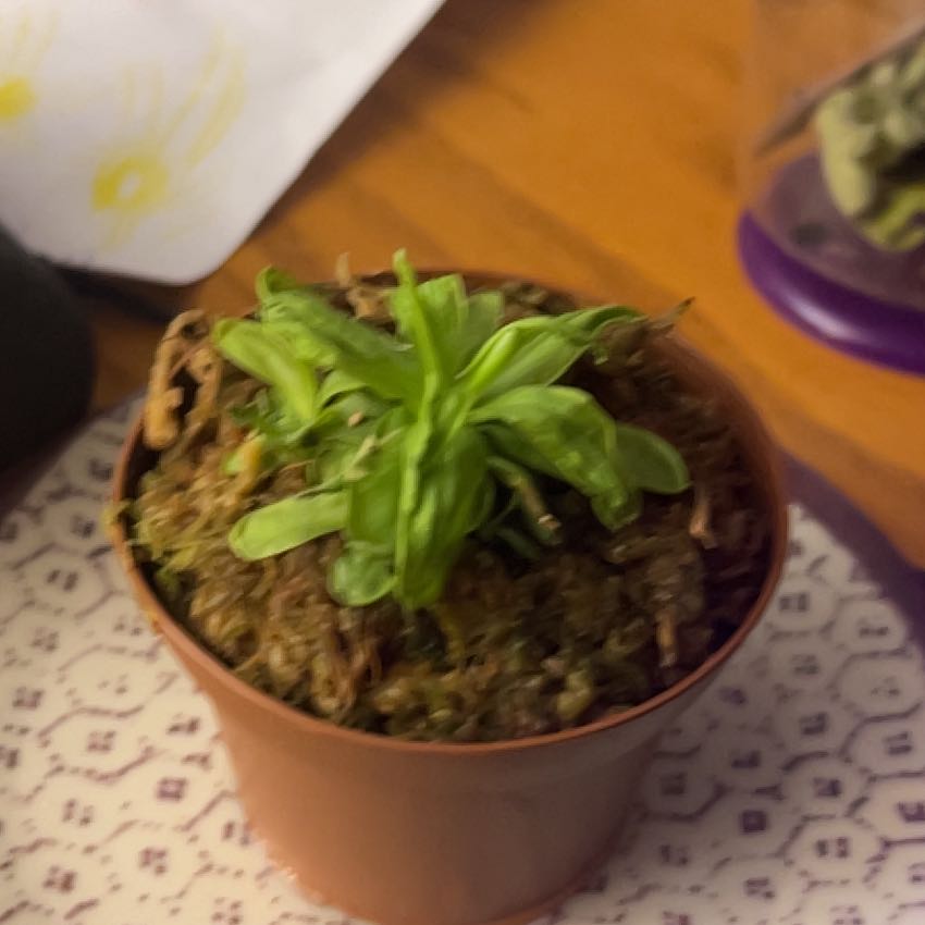 Photo of the plant species butterwort by @FunPepperface68 named Tolkien on Greg, the plant care app