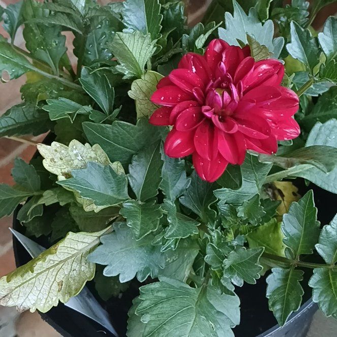 Photo of the plant species Garden Dahlia by @SirFeijoa43 named Tupot amaroot on Greg, the plant care app