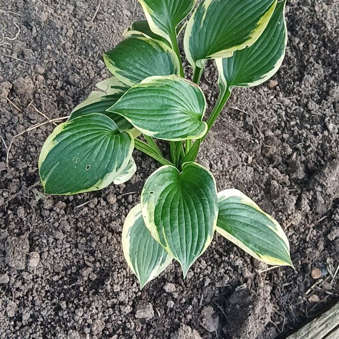 Photo of the plant species Plantain Lily by @SirFeijoa43 named Khaleesi on Greg, the plant care app
