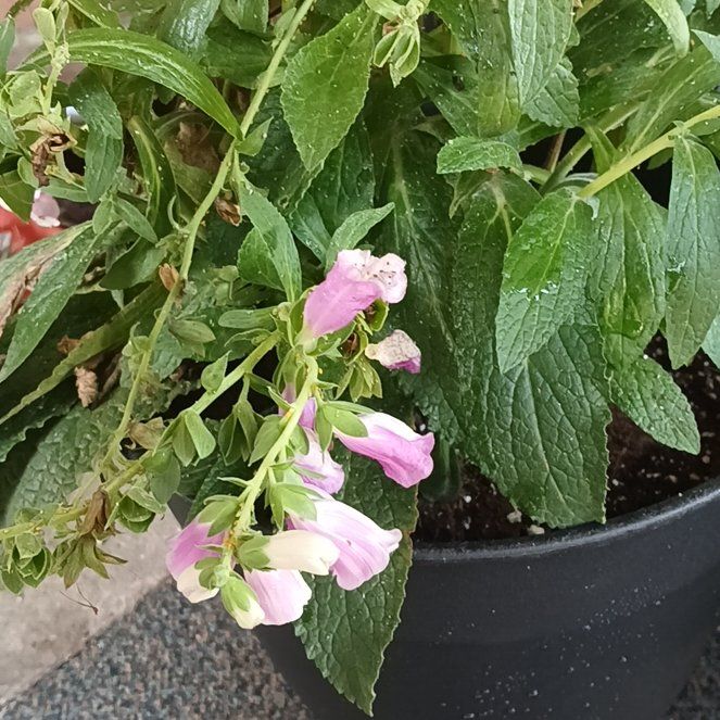 Photo of the plant species Digitalis Purpurea by @SirFeijoa43 named Spike Leaves on Greg, the plant care app