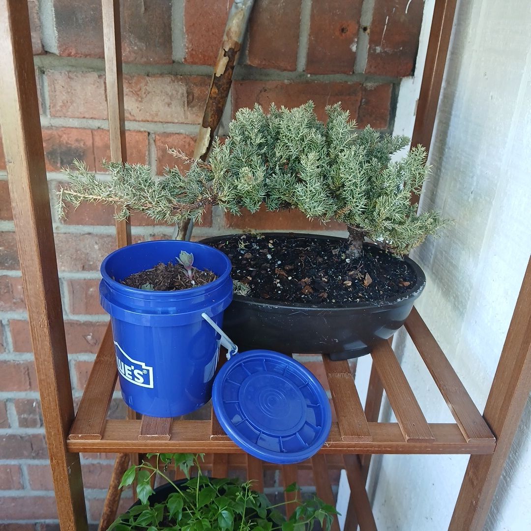 Photo of the plant species Tuscan Cypress by @SirFeijoa43 named Girlfrond on Greg, the plant care app