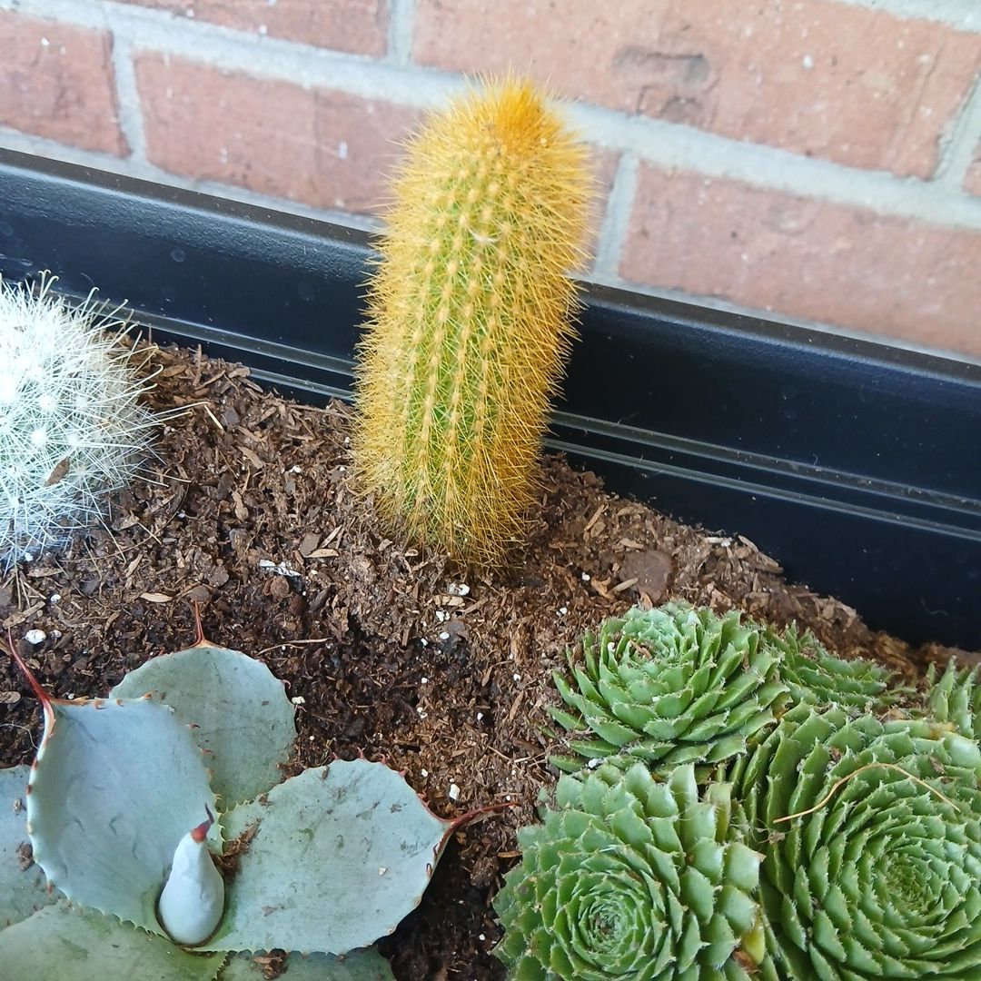 Photo of the plant species Golden Snakecactus by @SirFeijoa43 named Austen on Greg, the plant care app