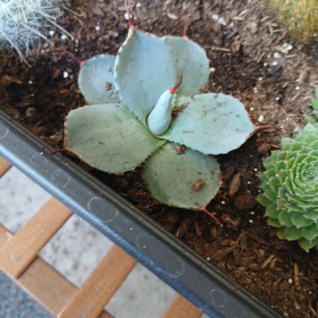 Photo of the plant species Butterfly Agave by @SirFeijoa43 named Zion on Greg, the plant care app