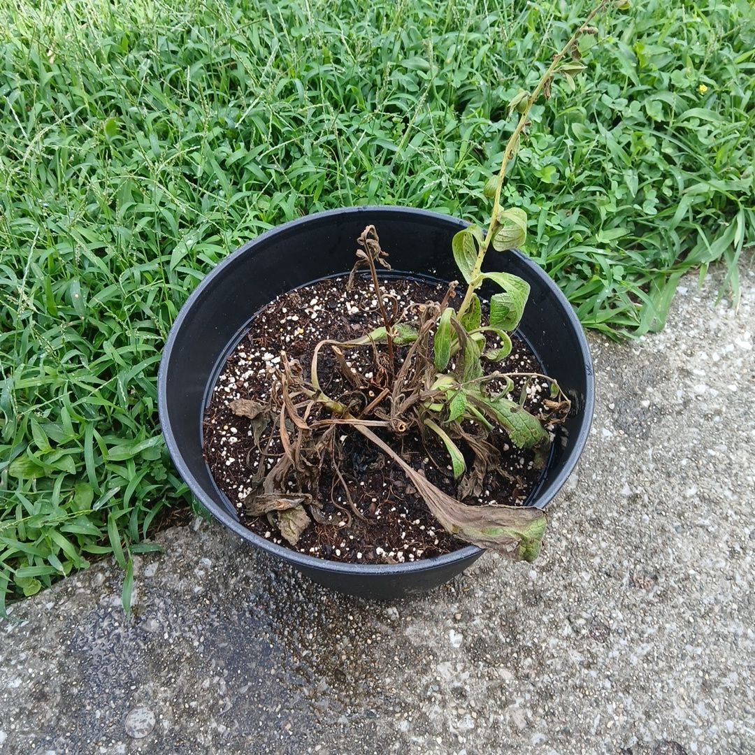 Photo of the plant species Common Foxglove by @SirFeijoa43 named Spike Leaves on Greg, the plant care app