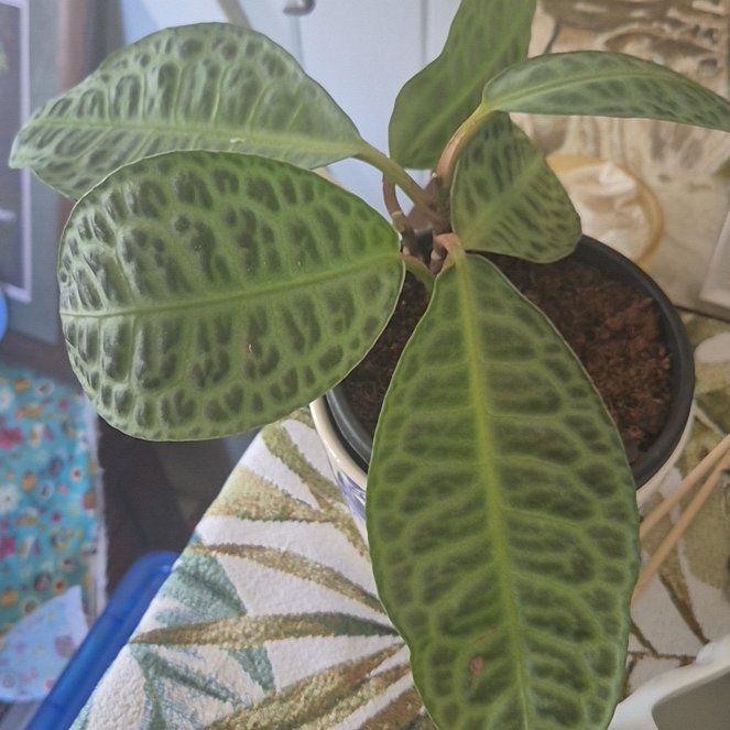 Photo of the plant species Labisia Turtle Back by @GemBacchus87 named Wall-E on Greg, the plant care app