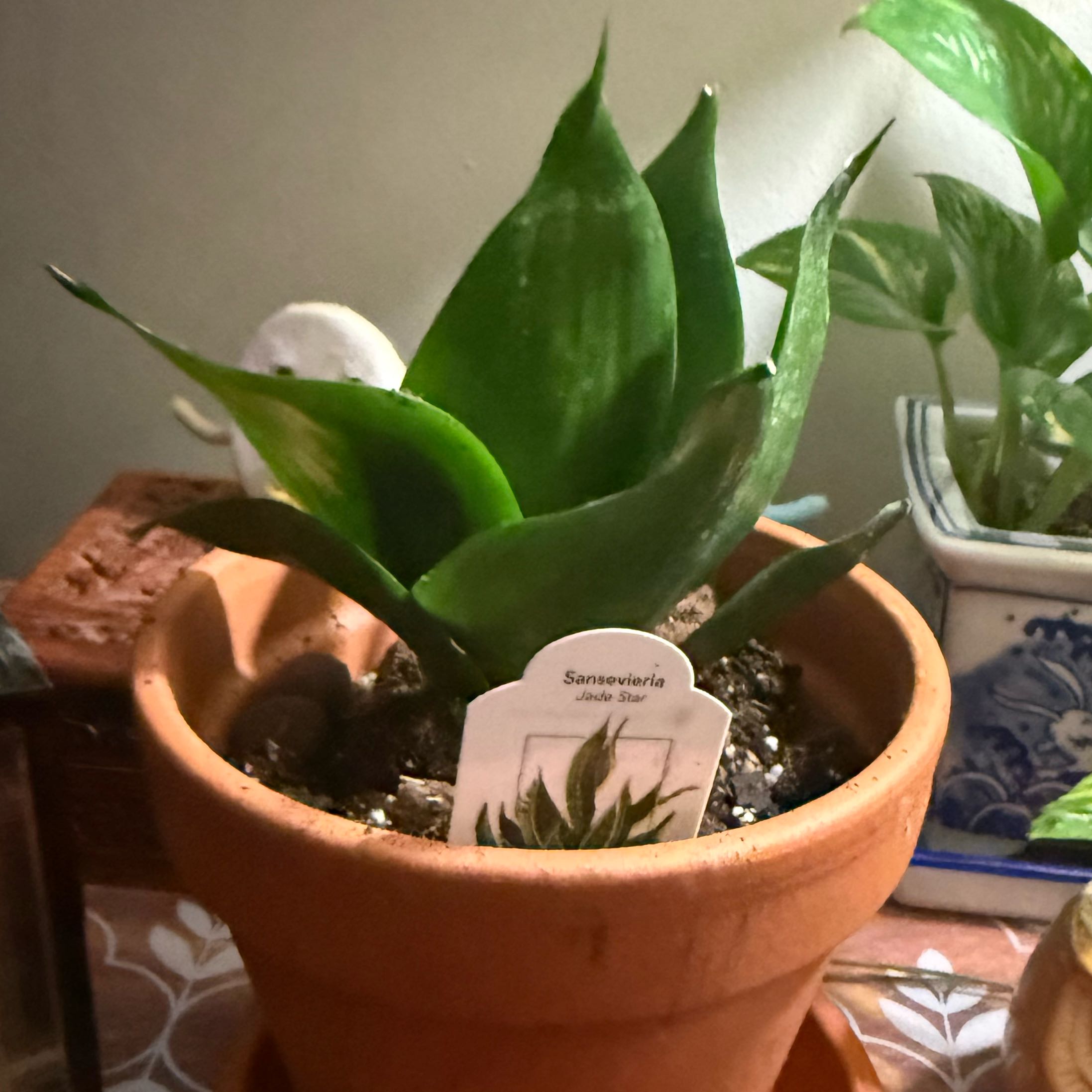 Photo of the plant species Snake Plant by @ExpensiveLime33 named Gobi on Greg, the plant care app