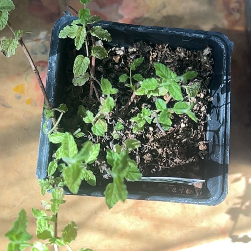 Photo of the plant species Strawberry Mint by @missophiaduke named Marilyn on Greg, the plant care app
