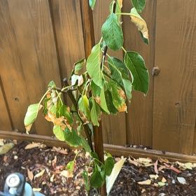 Photo of the plant species Apple by @RealisticKiekie named Miley on Greg, the plant care app