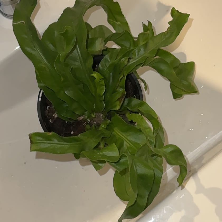 Photo of the plant species Hurricane Fern by @EloquentSquash named Denali on Greg, the plant care app