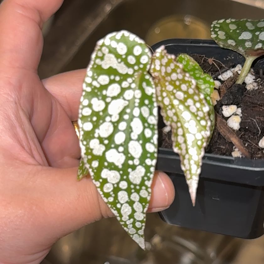 Photo of the plant species Polka Dot Begonia by @EloquentSquash named Taylor Swift on Greg, the plant care app