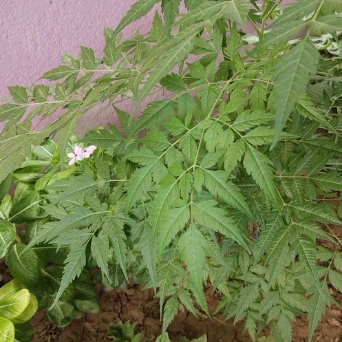 Photo of the plant species Melia Azedarach by @SwellLychee40 named Duke on Greg, the plant care app