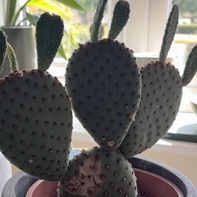 Photo of the plant species Blind Prickly Pear by @GenerousDamsii named Frank on Greg, the plant care app
