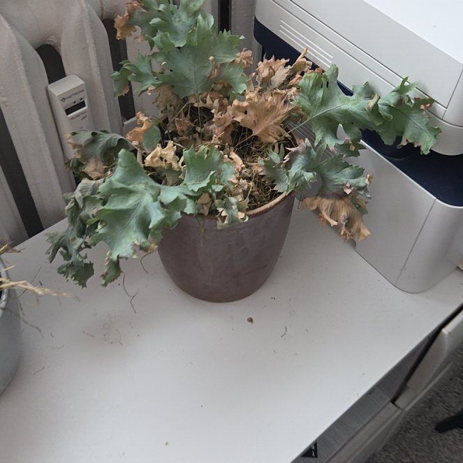 Photo of the plant species Phlebodium 'Davana' by @FabWildlime82 named Lavender on Greg, the plant care app