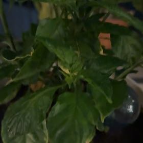 Photo of the plant species Habanero Pepper by @TryLychee49 named Captain Plant-it on Greg, the plant care app