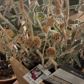 Photo of the plant species Jerusalem Sage by @TryLychee49 named Drake on Greg, the plant care app