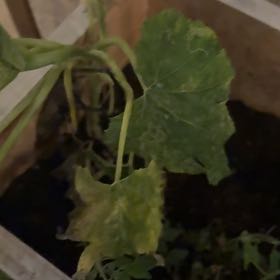 Photo of the plant species Summer Squash by @TryLychee49 named Michelle Branch on Greg, the plant care app