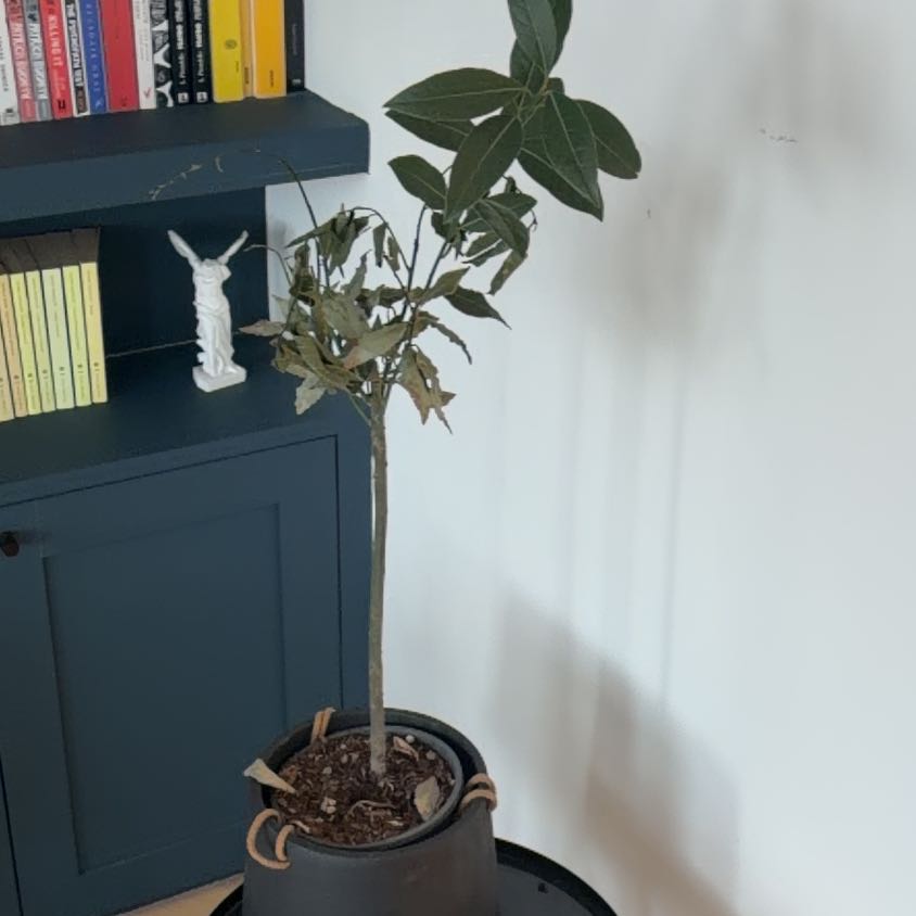 Photo of the plant species Bay Laurel by @GoldGabisan94 named Daphne on Greg, the plant care app