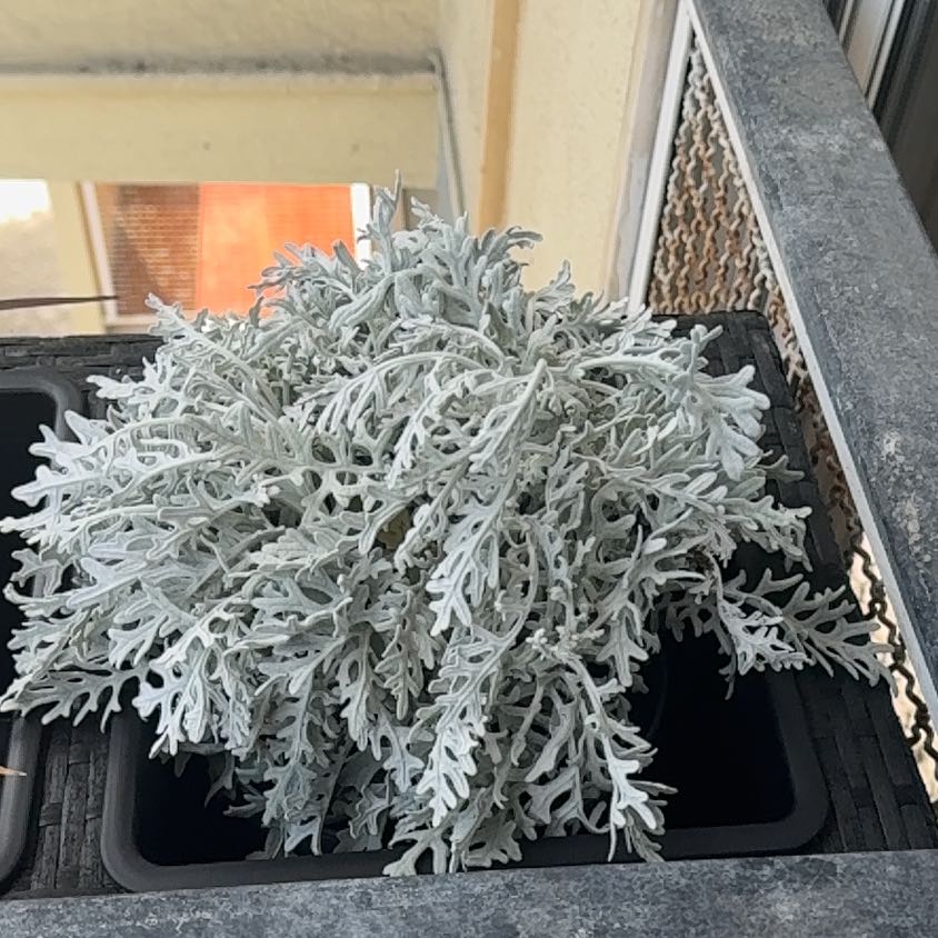 Photo of the plant species Jacobaea Maritima by @PetBlueweed12 named Homer on Greg, the plant care app