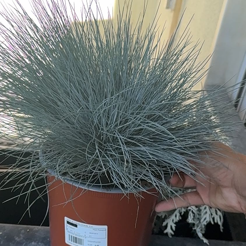 Photo of the plant species blue fescue by @PetBlueweed12 named Sol on Greg, the plant care app