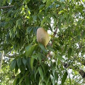 Photo of the plant species Kurrajong by @WinTreeivy89 named Queen on Greg, the plant care app