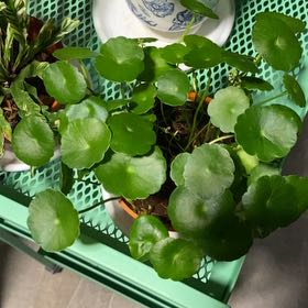 Photo of the plant species Whorled Pennywort by @FoxyLlavea95 named Froggie on Greg, the plant care app