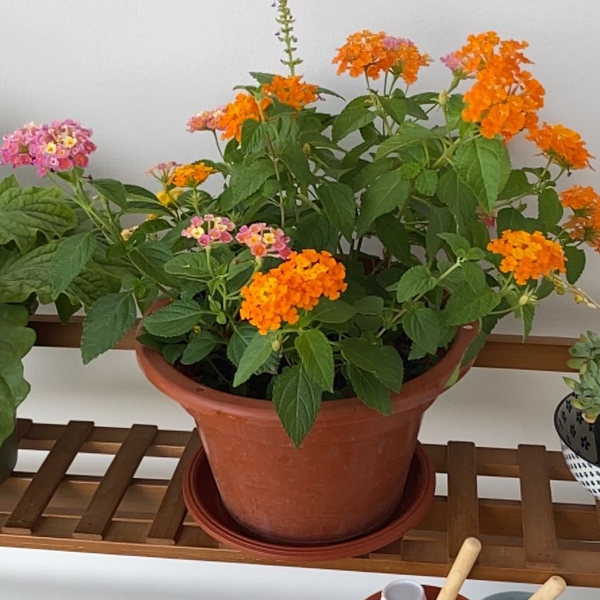 Photo of the plant species Lantana by @FoxyLlavea95 named Bella on Greg, the plant care app