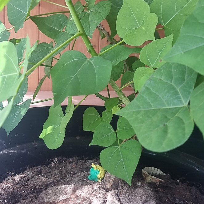 Photo of the plant species Erythrina Caffra by @WinEarthball56 named Forrest on Greg, the plant care app