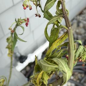 Photo of the plant species Scarlet Milkweed by @ExactChia95 named McKinley on Greg, the plant care app